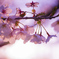 朝日に透過する桜