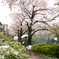 雪と桜3