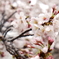 雪と桜4