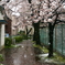 雪と桜6