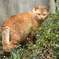 milk tea cat