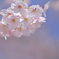 ふんわり桜