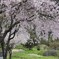 仏生寺の枝垂れ桜