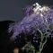 枝垂桜とスーパームーン