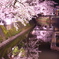 柿川 夜桜