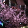 柿川 夜桜