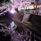 柿川 夜桜