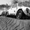 beetles1