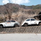 beetles2