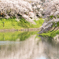 桜の流れに身を任せ