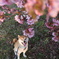 犬と桜