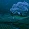 夜明け前