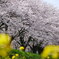 サクラ 2004022