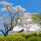 小田原城の桜