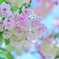 鬱金桜