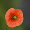 一輪の花