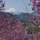 平日の富士山1098