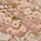 さくら