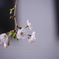 自由が丘の桜2020