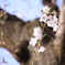 自由が丘の桜2020