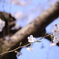 自由が丘の桜2020