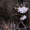 自由が丘の桜2020