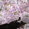 自由が丘の桜2020