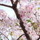 自由が丘の桜2020
