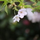 自由が丘の桜2020