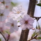 自由が丘の桜2020