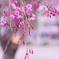 北三公園の枝垂れ桜