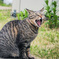 あくび猫