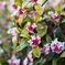 花はいいのに葉は汚い花