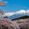 日本の風景　桜吹雪