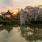夕陽と枝垂れ桜
