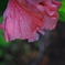 水滴の花 オーストラリアの風景写真