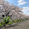 桜ロード