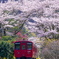 桜のトンネル