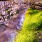 桜・・・