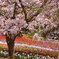 火の山トルコチューリップ園の桜とチューリップ達