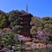 春の瑠璃光寺　五重塔