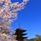 瑠璃光寺　五重塔と桜