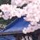 保寧山　瑠璃光寺と桜