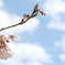 HANA-HANA  282  sakura-saku