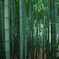 竹