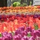 昨年の横浜公園より3