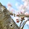 桜と蜂