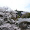 寺院を飾る桜