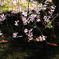 池の鯉と桜