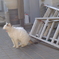 横向いた　猫